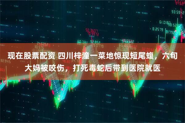 现在股票配资 四川梓潼一菜地惊现短尾蝮,六旬大妈被咬伤,打死毒蛇后带到医院就医